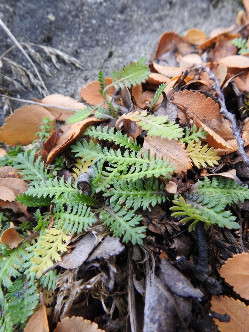 Leptinella scariosa photo 4