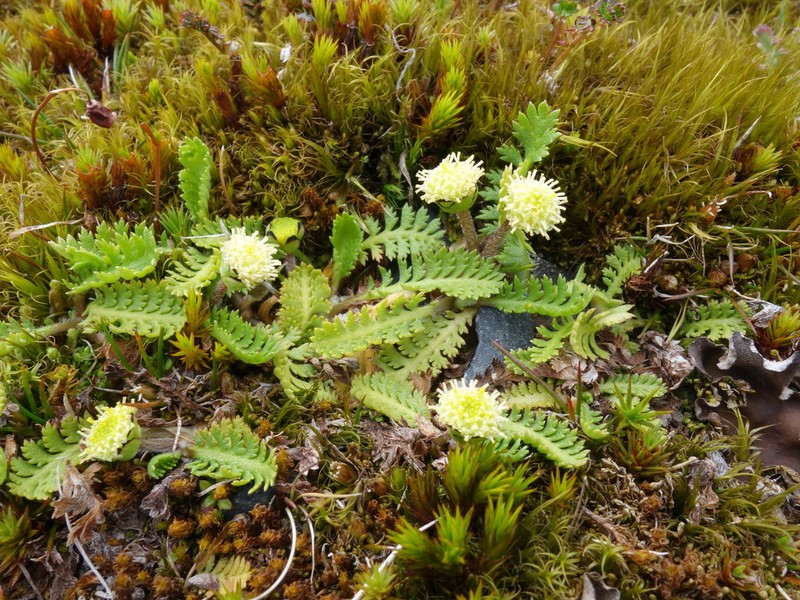 Leptinella scariosa photo 5