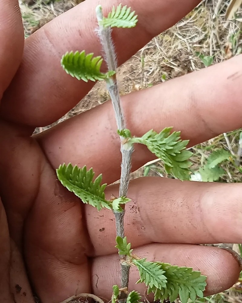 Leptinella scariosa photo 6