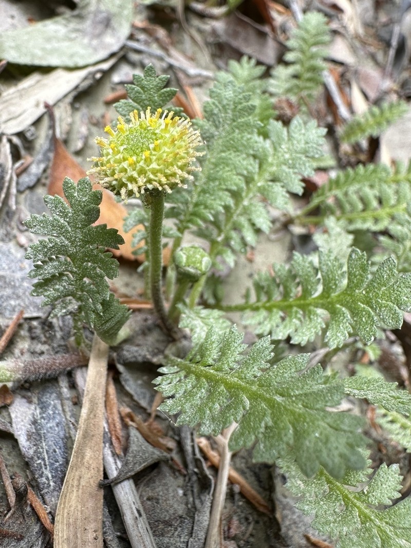 Leptinella scariosa photo 7