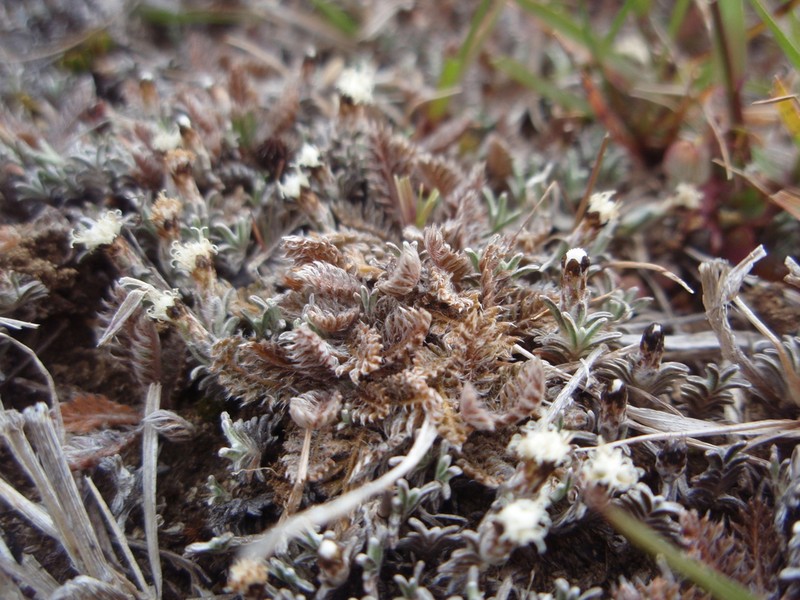 Leptinella serrulata