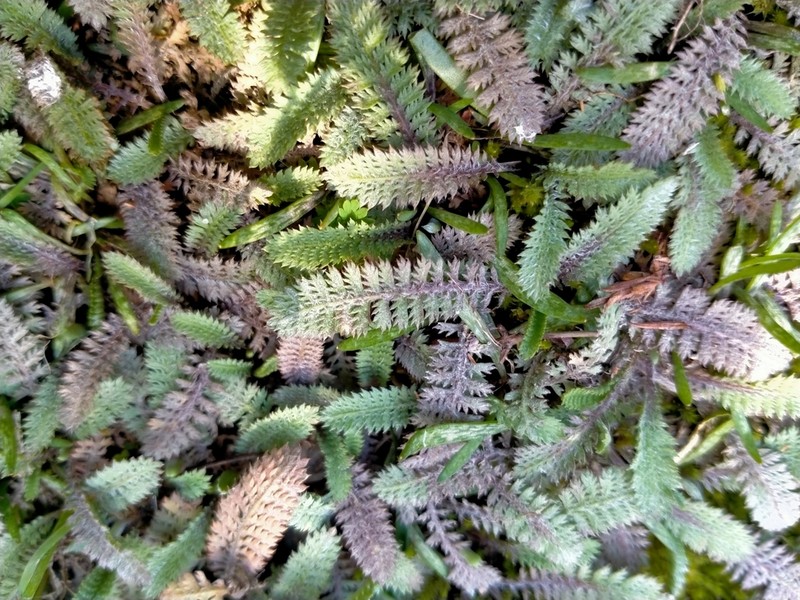 Leptinella serrulata photo 2
