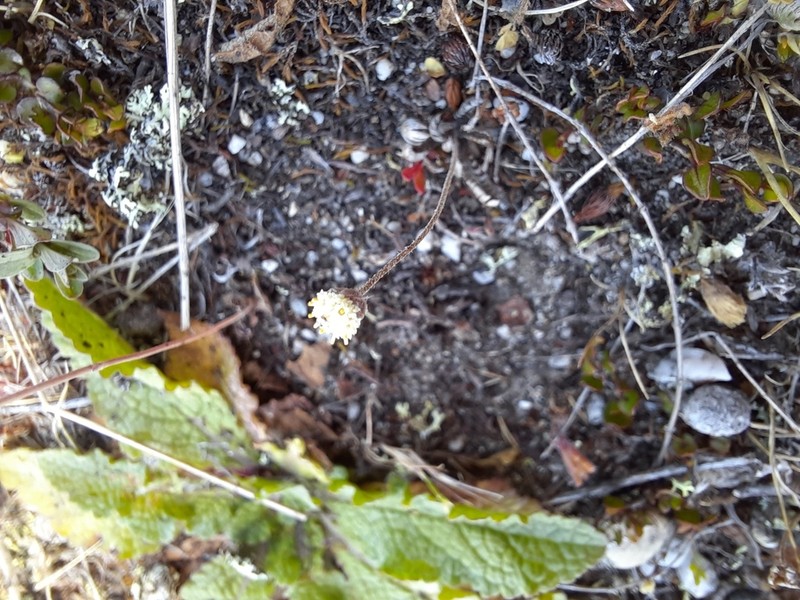 Leptinella serrulata photo 3