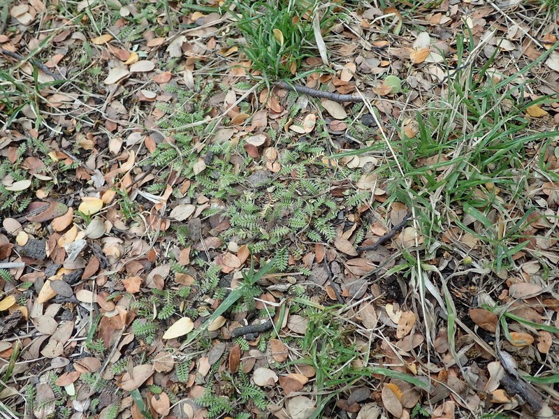 Leptinella serrulata photo 4