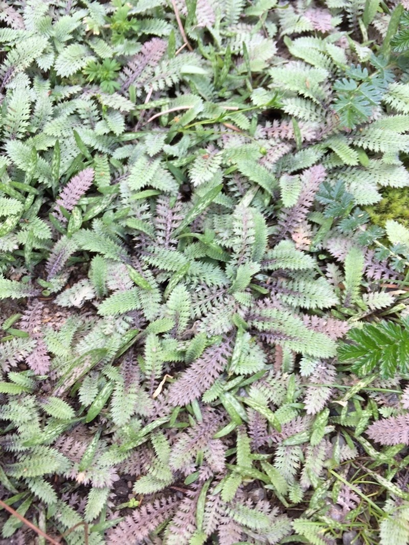 Leptinella serrulata photo 5