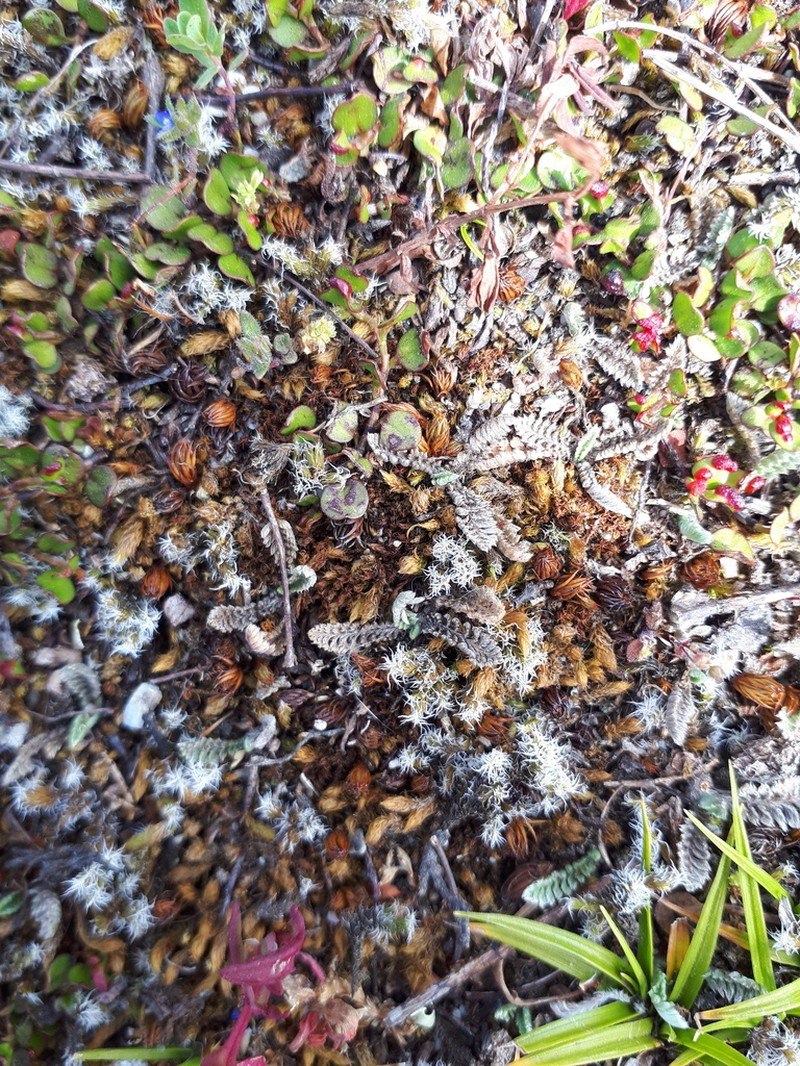 Leptinella serrulata photo 6