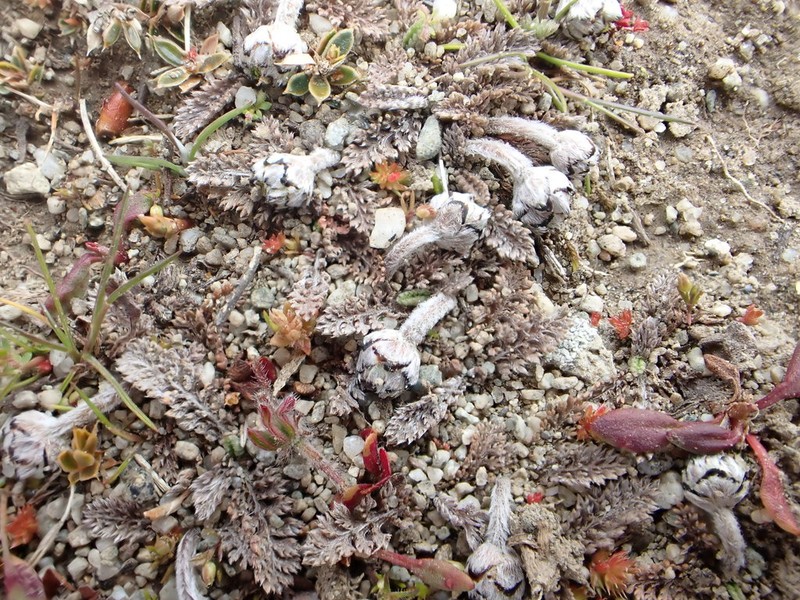 Leptinella serrulata photo 7
