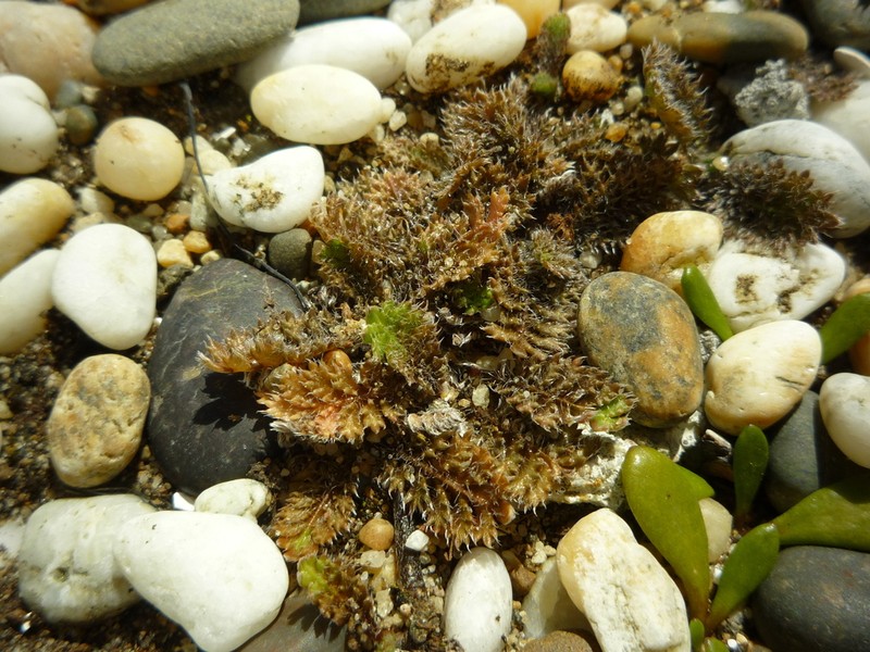 Leptinella serrulata photo 8