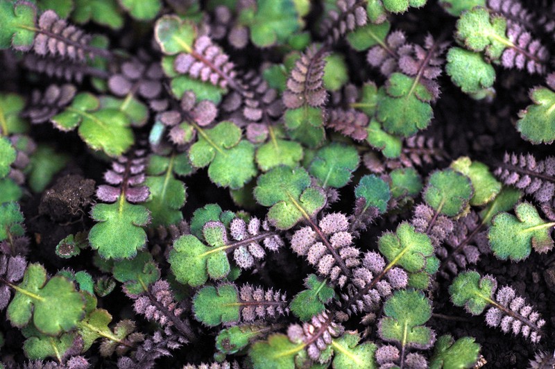 Leptinella squalida photo 2