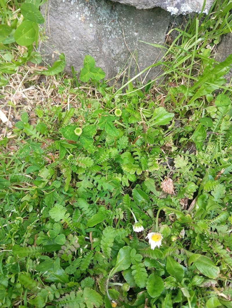Leptinella squalida photo 3