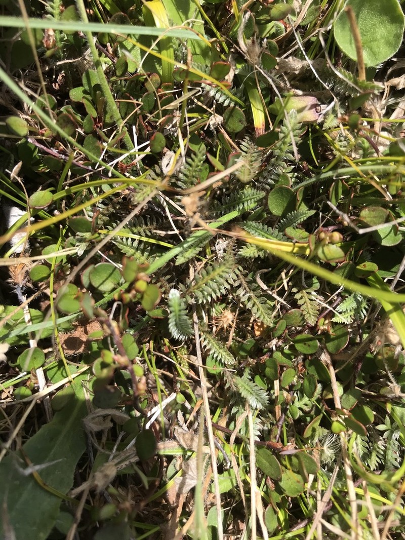Leptinella squalida photo 4