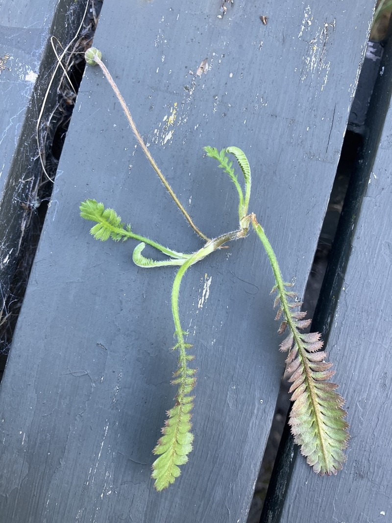 Leptinella squalida photo 5