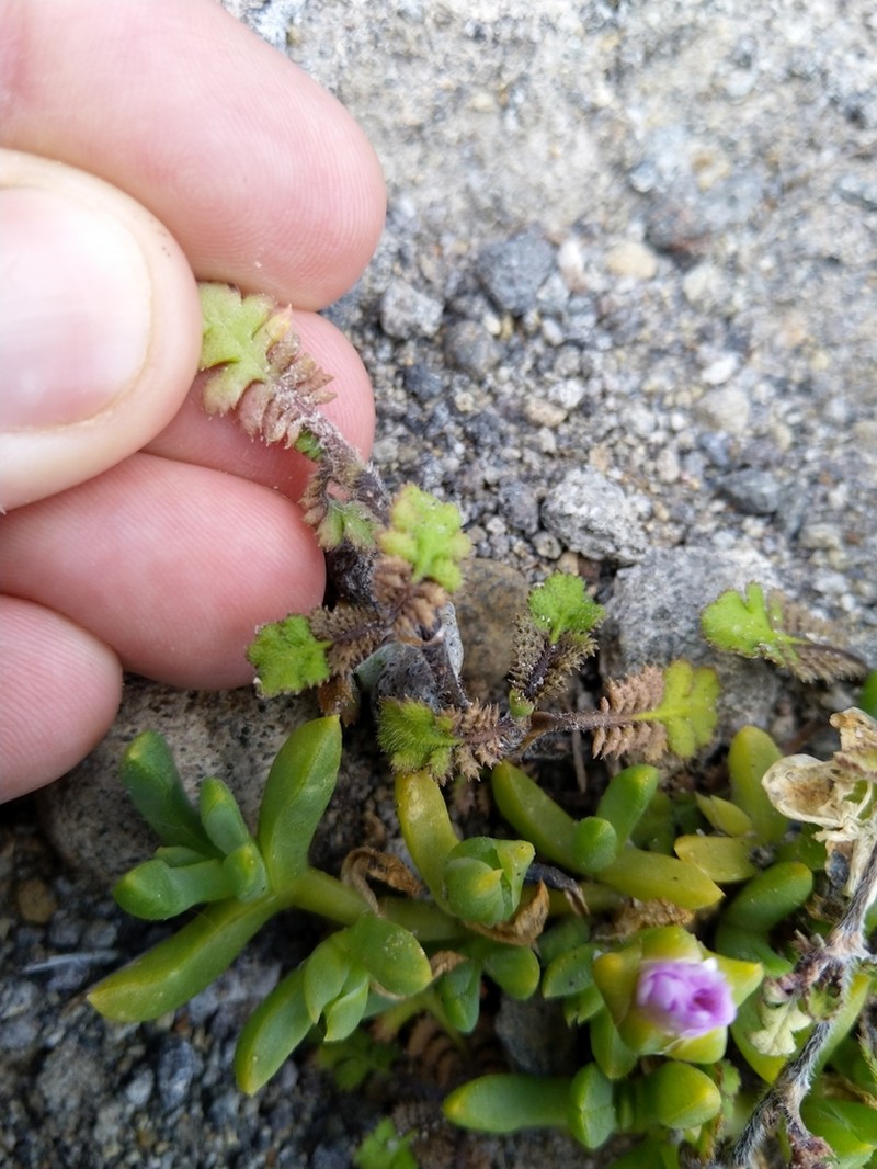 Leptinella squalida photo 6