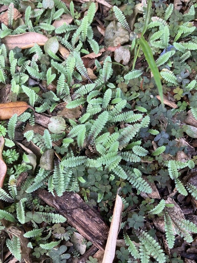 Leptinella squalida photo 7