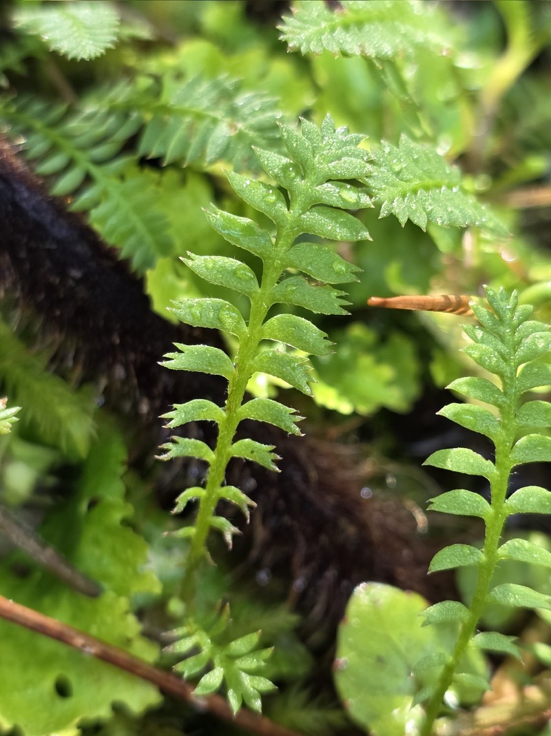 Leptinella squalida subsp. mediana