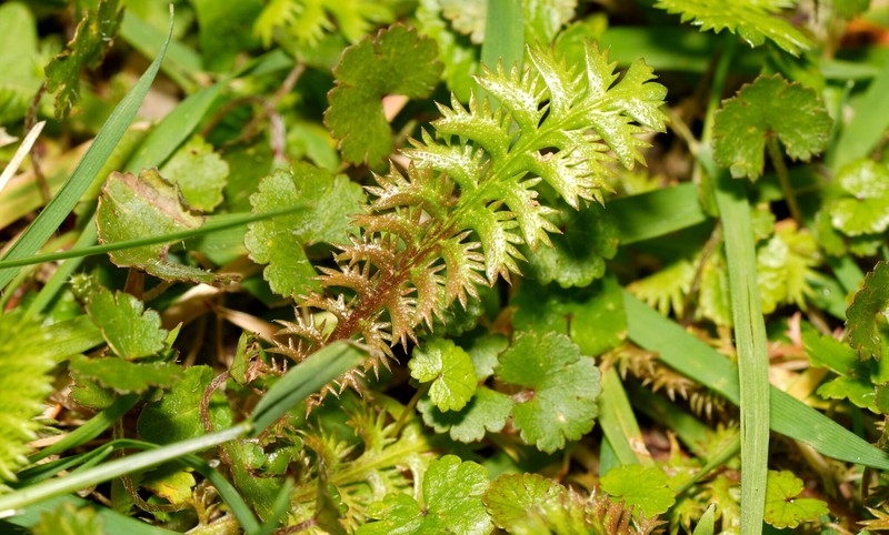 Leptinella squalida subsp. mediana photo 2