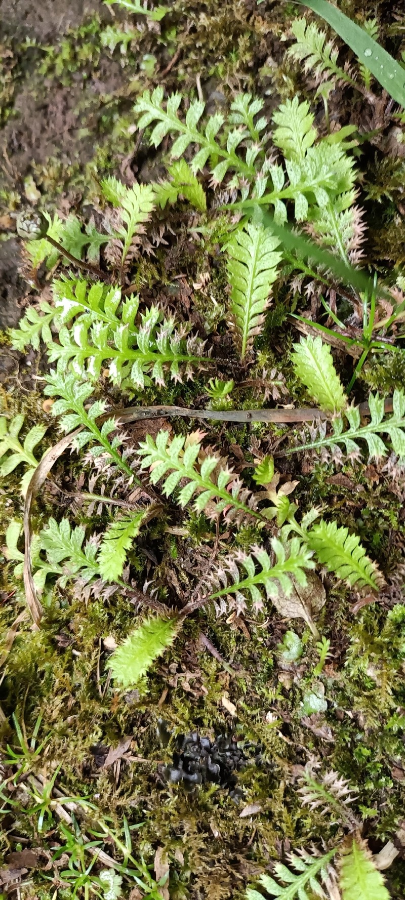 Leptinella squalida subsp. mediana photo 3
