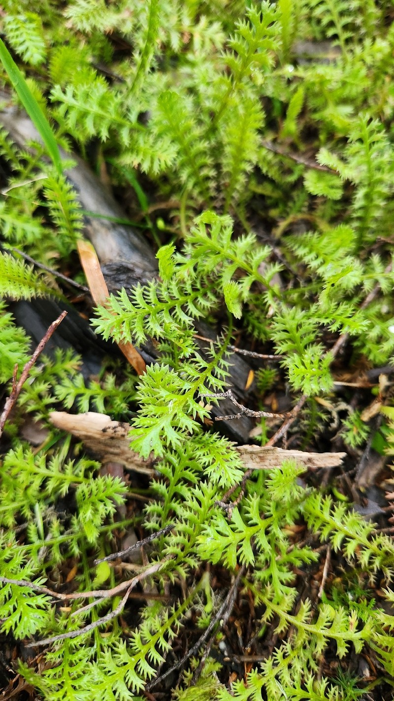 Leptinella squalida subsp. mediana photo 4