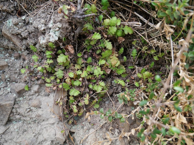 Leptinella squalida subsp. squalida