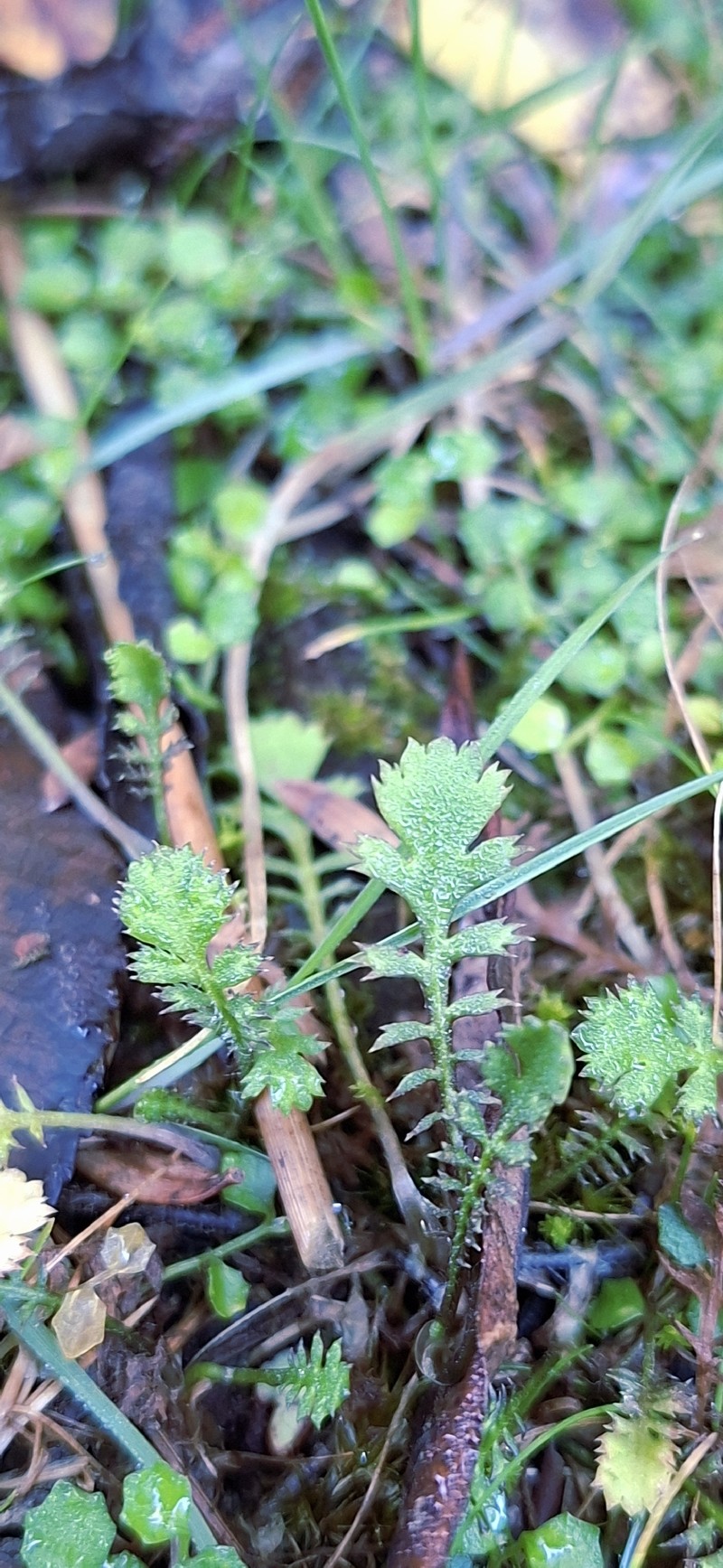 Leptinella squalida subsp. squalida photo 2