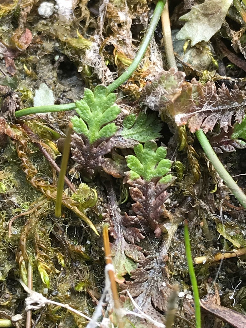 Leptinella squalida subsp. squalida photo 3