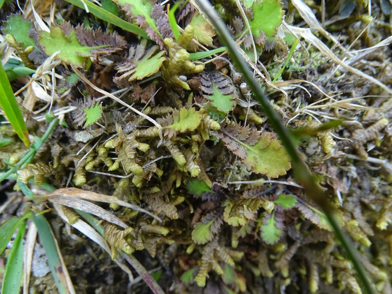Leptinella squalida subsp. squalida photo 4