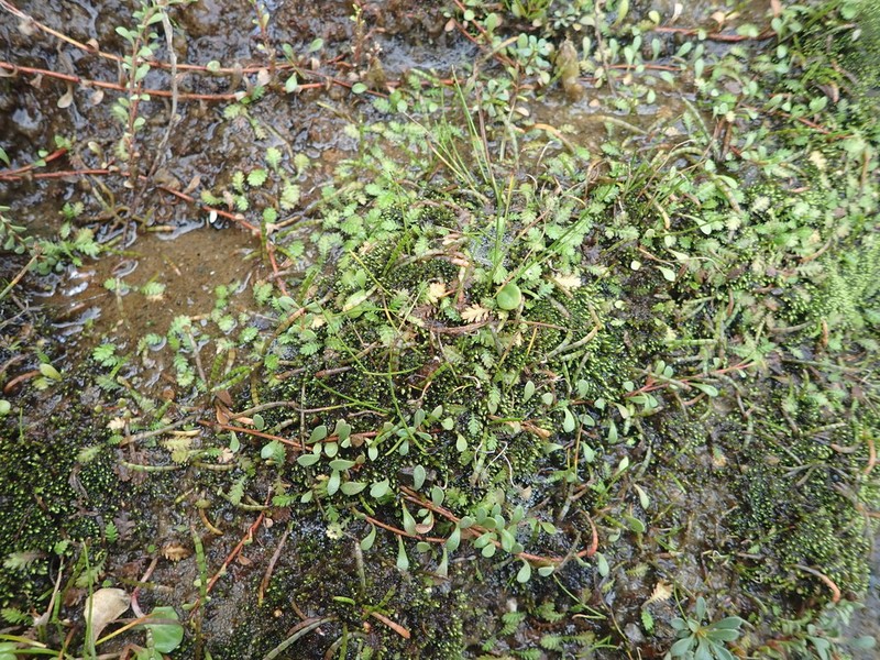 Leptinella tenella