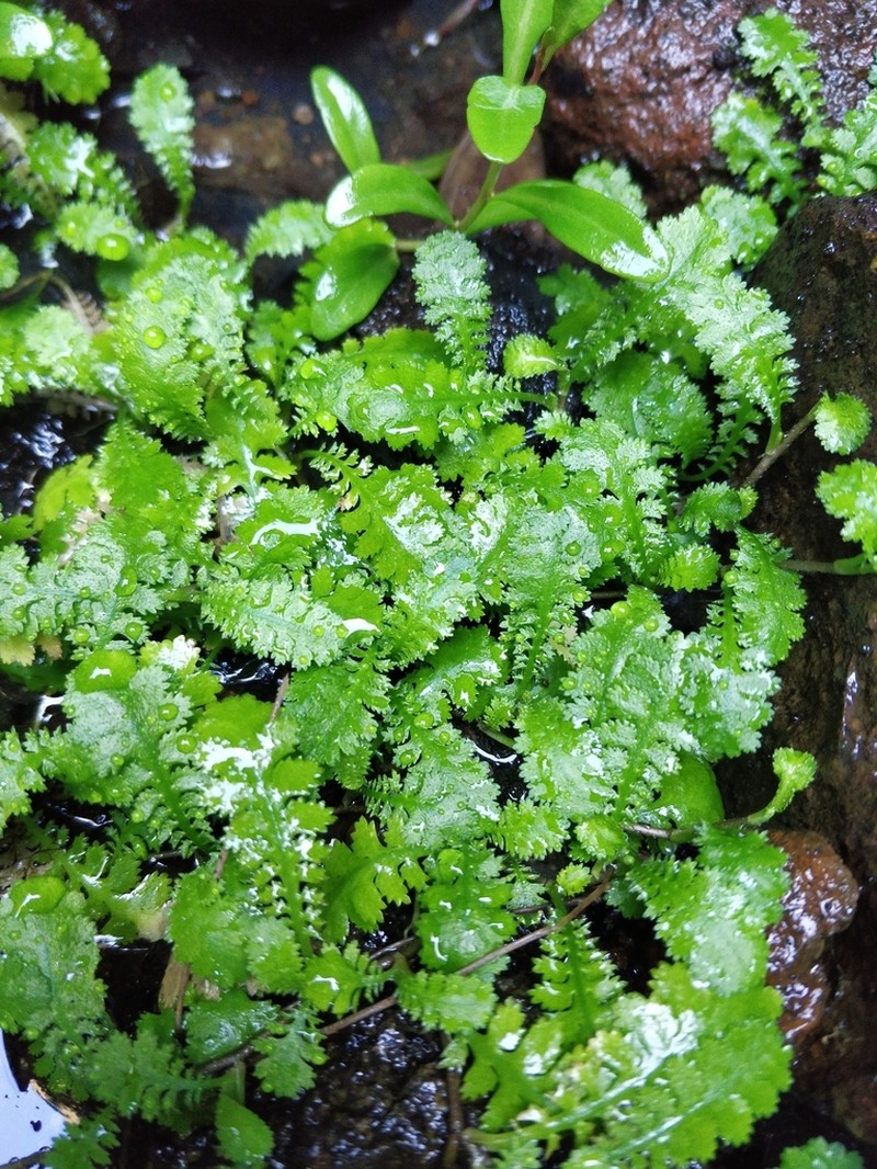 Leptinella tenella photo 2