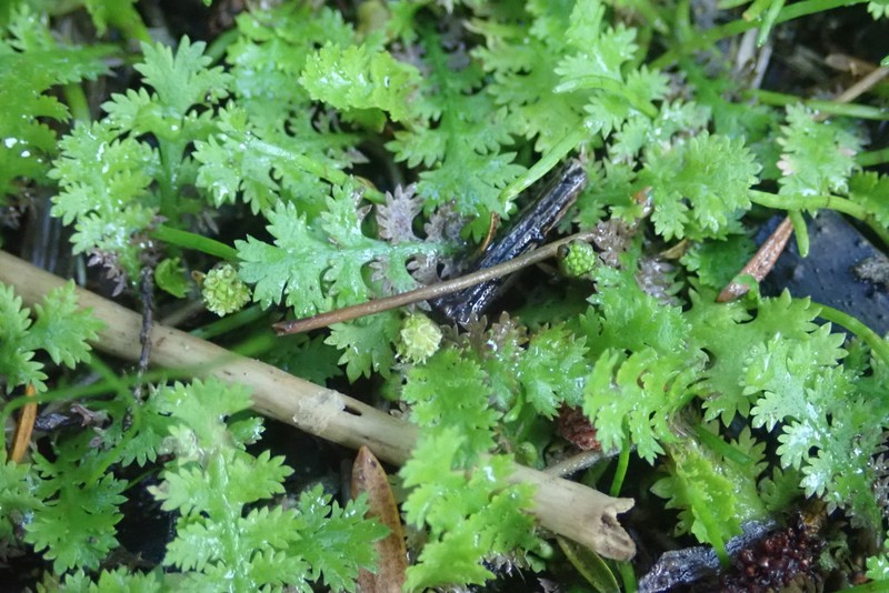 Leptinella tenella photo 3