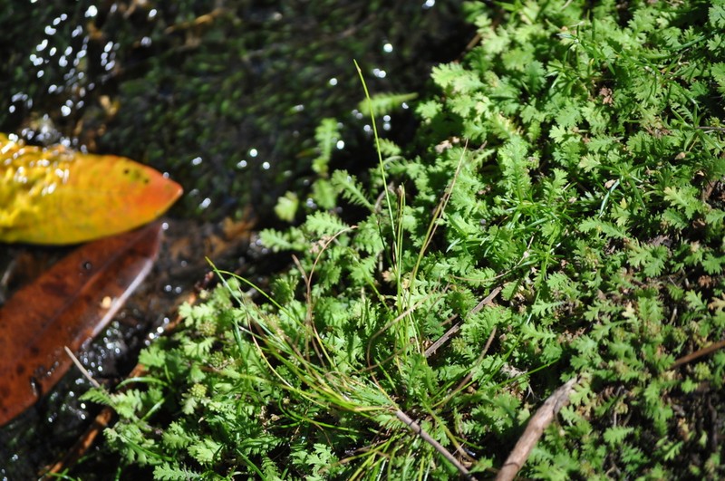 Leptinella tenella photo 5