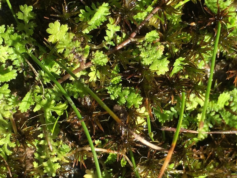 Leptinella tenella photo 6