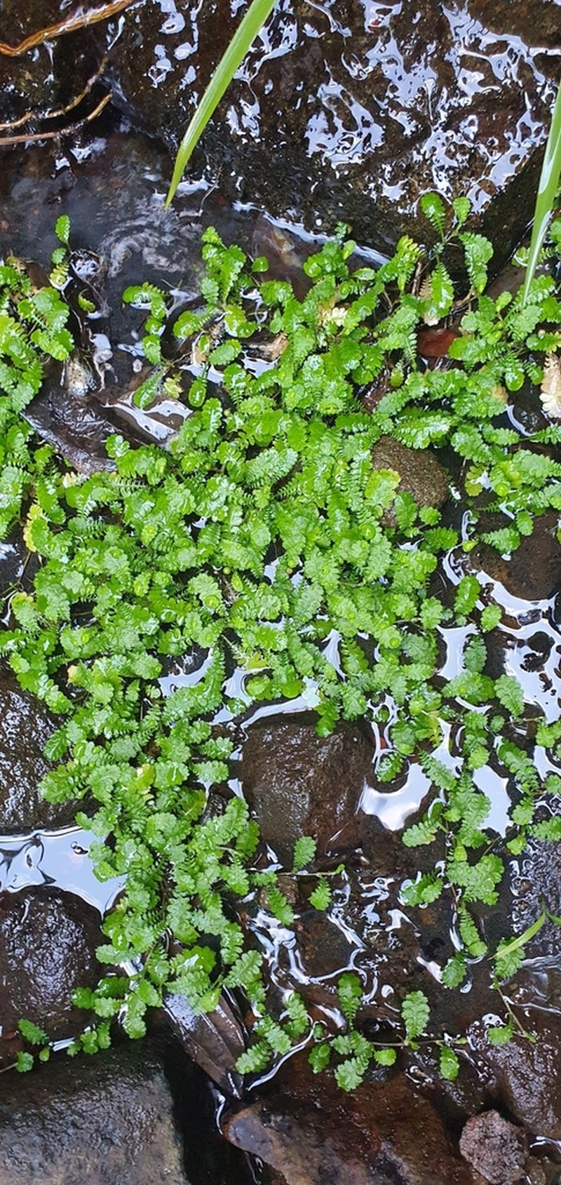 Leptinella tenella photo 8