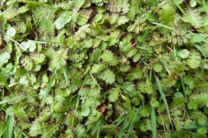 Leptinella traillii