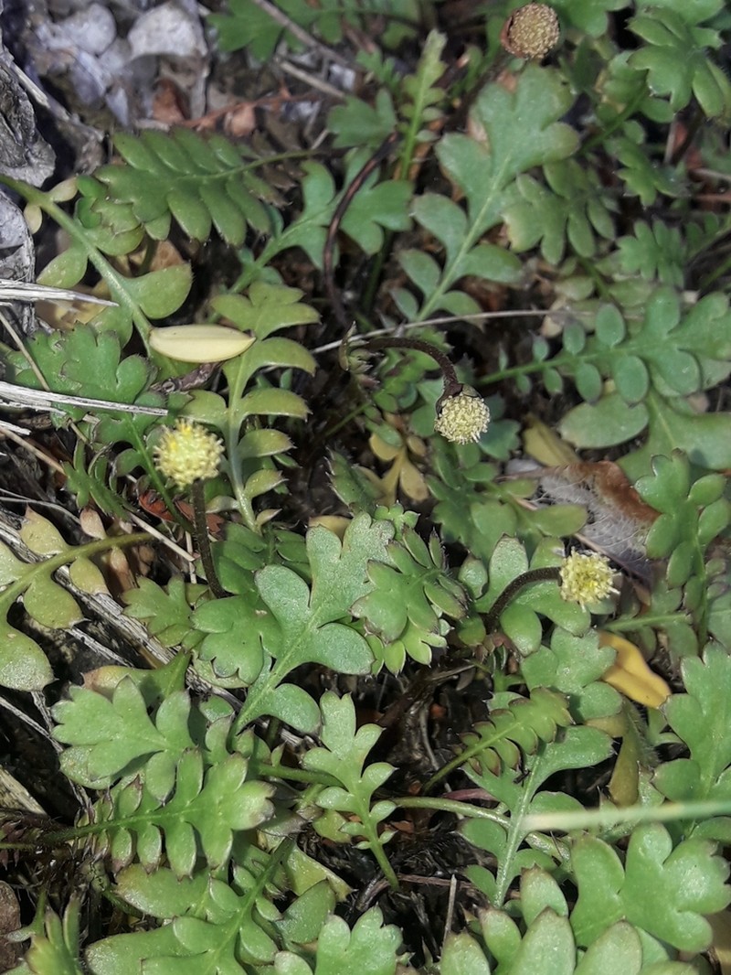 Leptinella traillii photo 4