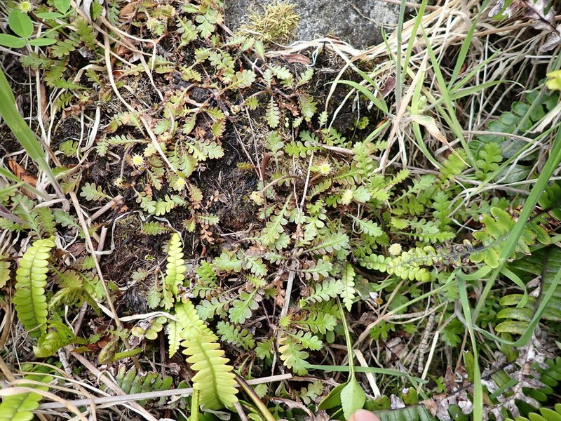 Leptinella traillii photo 5