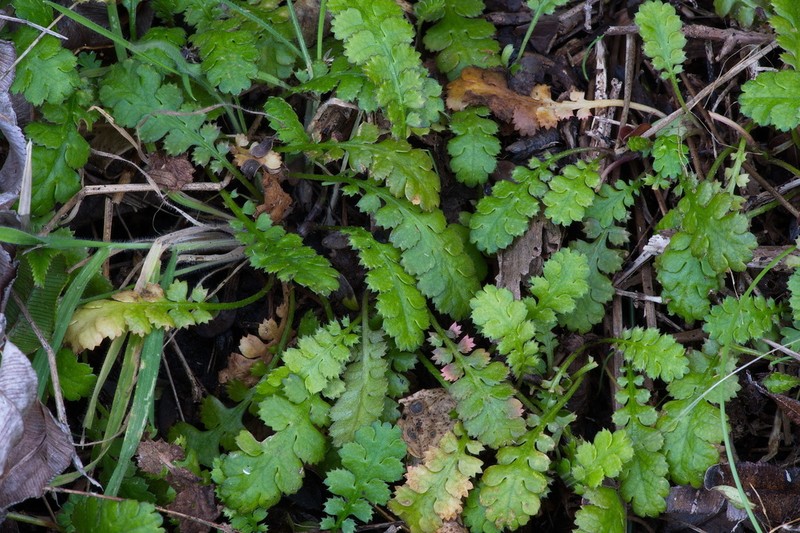 Leptinella traillii photo 6