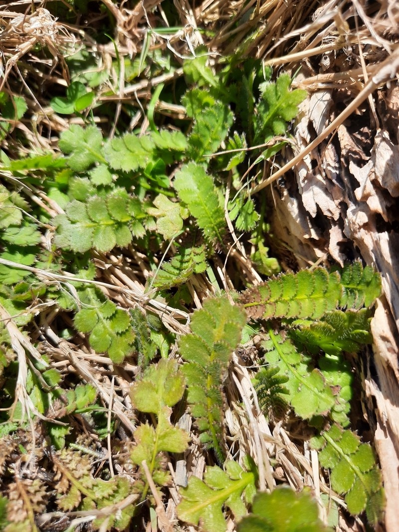Leptinella traillii photo 7