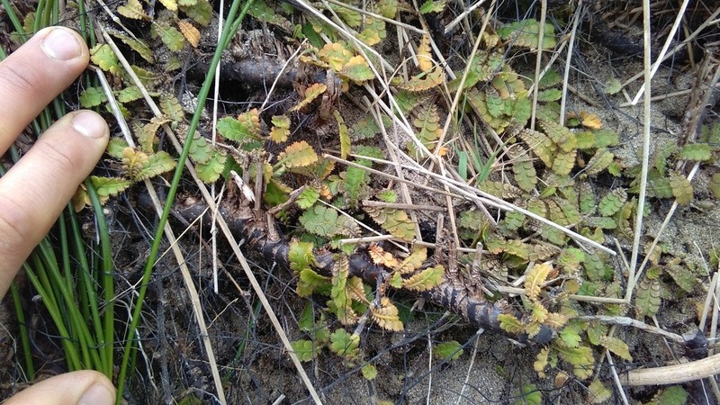 Leptinella traillii photo 8
