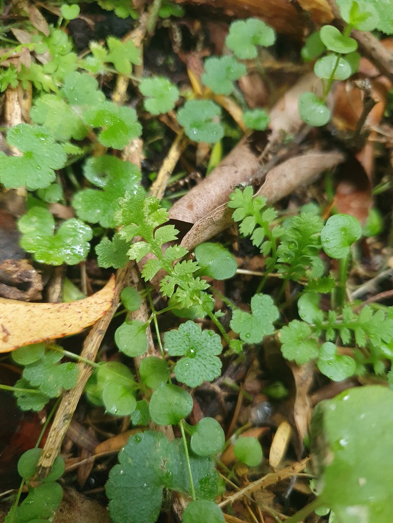 Leptinella traillii subsp. pulchella