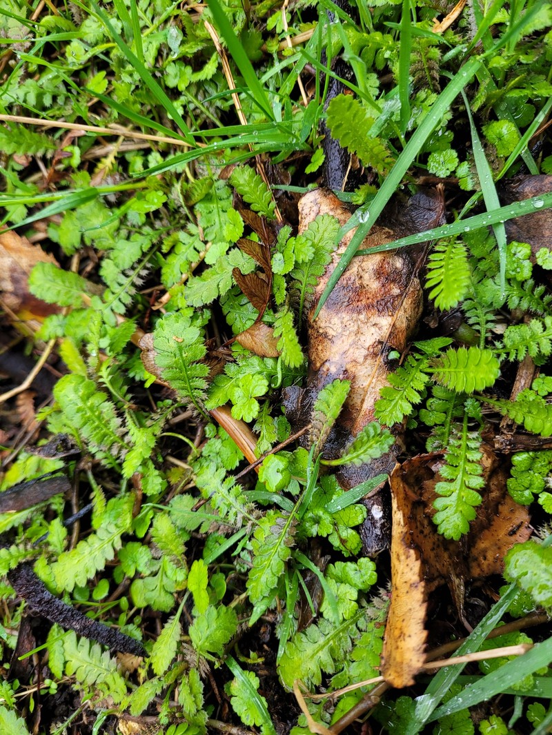 Leptinella traillii subsp. pulchella photo 2