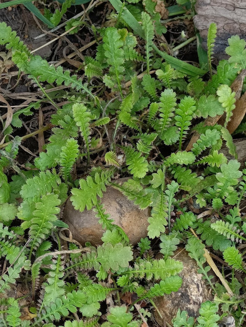Leptinella traillii subsp. pulchella photo 4