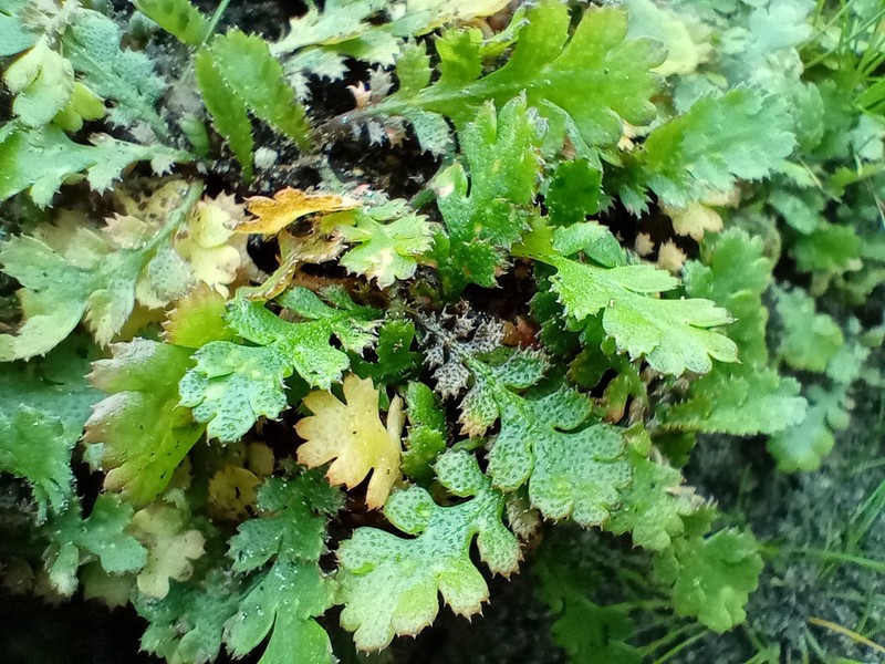 Leptinella traillii subsp. traillii