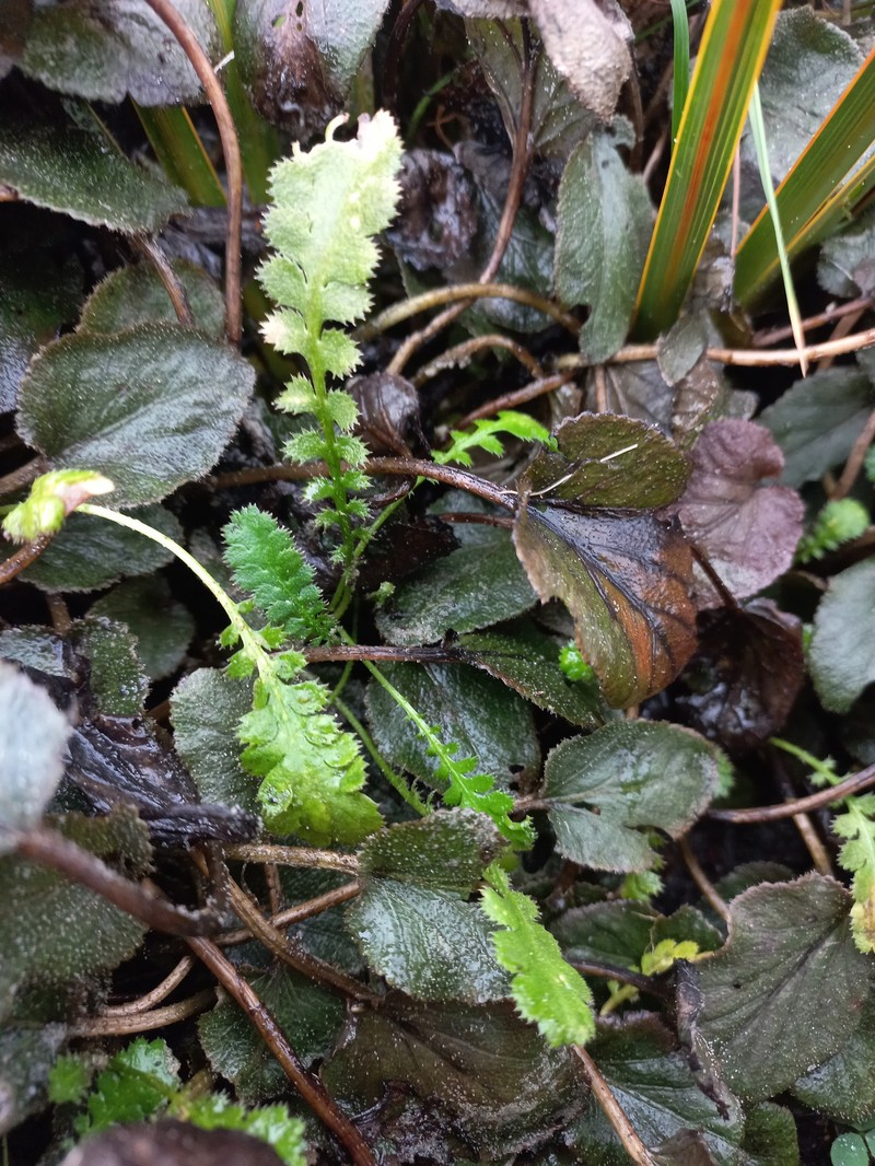 Leptinella traillii subsp. traillii photo 2
