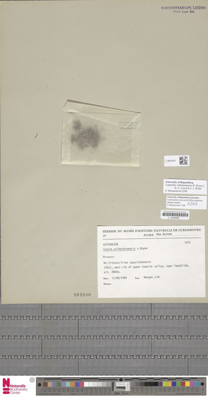 Leptinella wilhelminensis