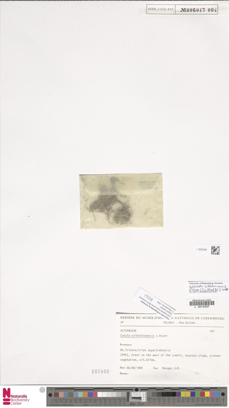 Leptinella wilhelminensis photo 2