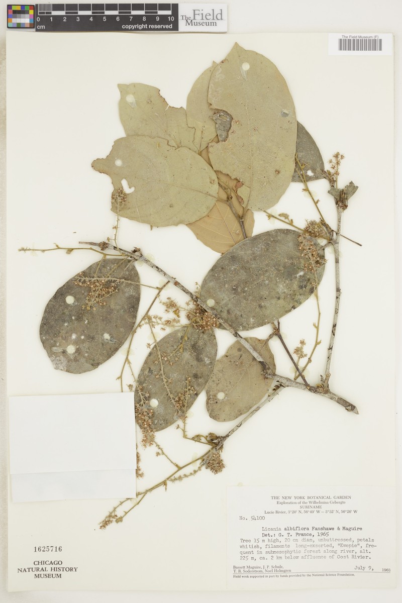 Leptobalanus albiflorus