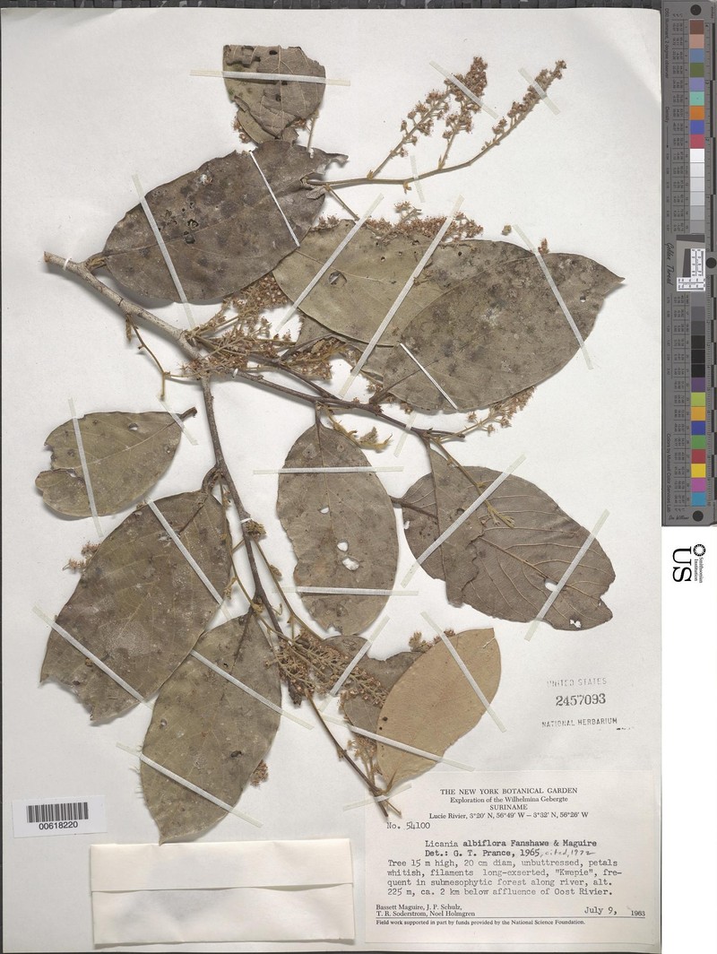 Leptobalanus albiflorus photo 2