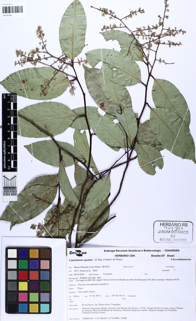 Leptobalanus apetalus