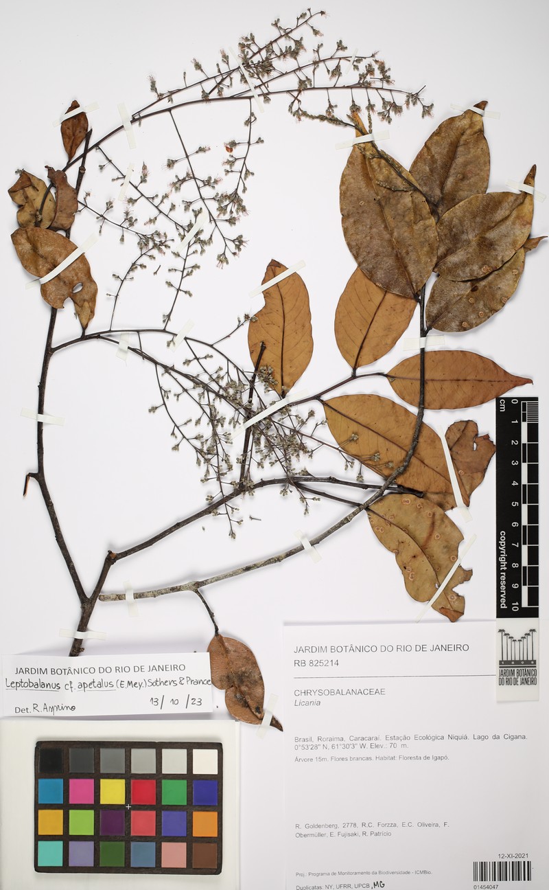 Leptobalanus apetalus photo 3
