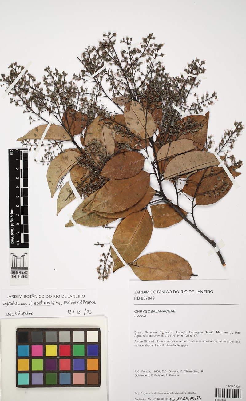 Leptobalanus apetalus photo 4